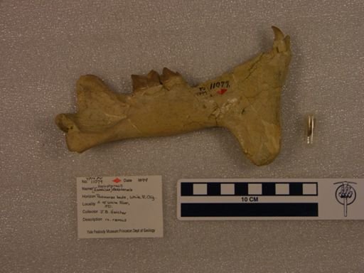 Eusmilus dakotensis