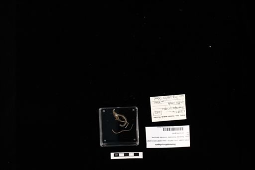 Thamnophis cyrtopsis