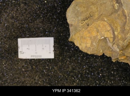 Inoceramus sp.