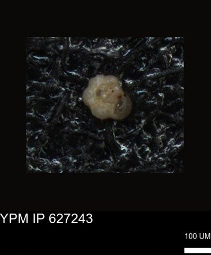 undet. Foraminiferida