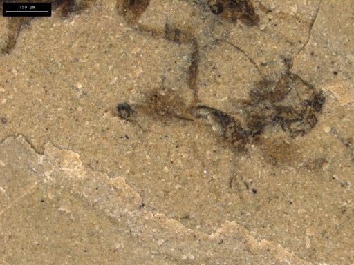 undet. Hymenoptera