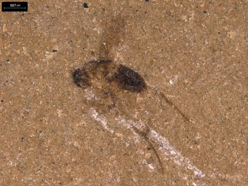 undet. Diptera