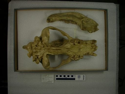 Hemicyon ursinus