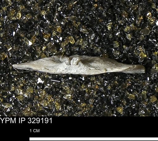 Pholidostrophia iowaensis