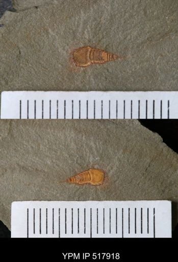 undet. Synziphosurina