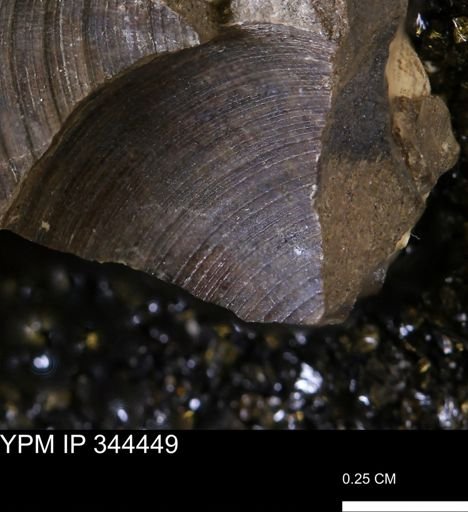 Limopsis striatopunctatus