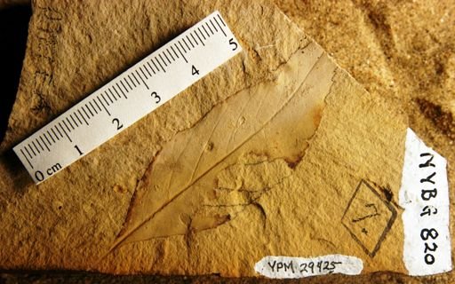 Ptelea miocenica