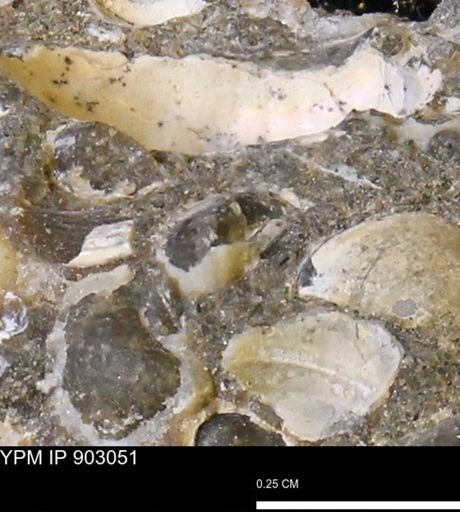 Corbulamella?