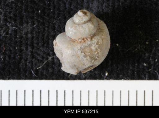 Viviparus montanaensis