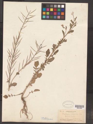 Barbarea vulgaris