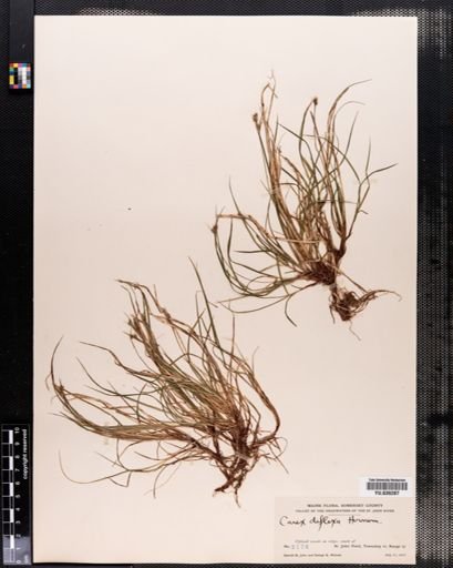 Carex deflexa