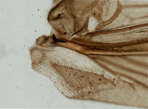 Gryllotalpa africana