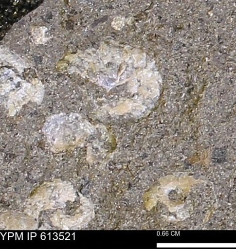 Scaphites sp.