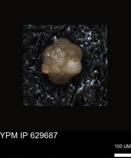 undet. Foraminiferida