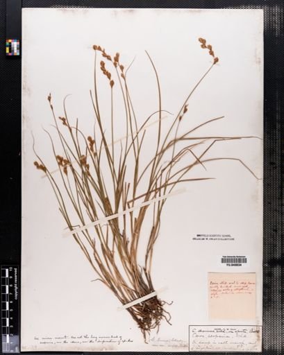 Carex hormathodes