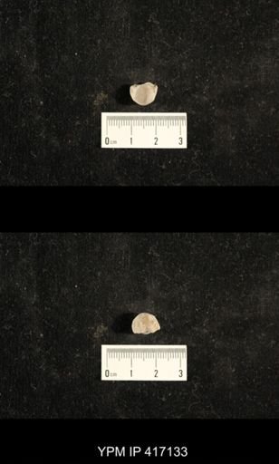 Euphemites carbonarius