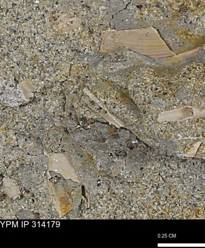 undet. Scaphopoda