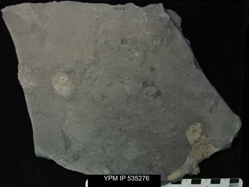 undet. Eurypterida