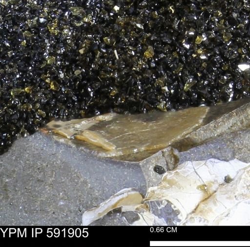 Mollusca