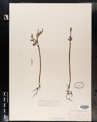 Botrychium