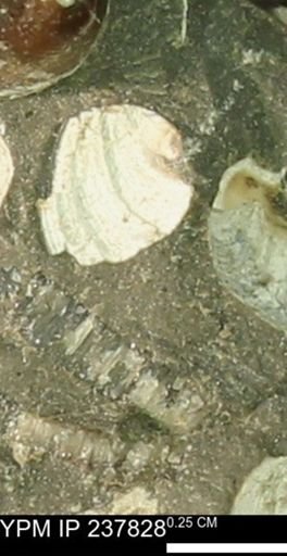 Limopsis striatopunctatus