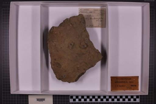 mixed taxa, stratigraphic collection