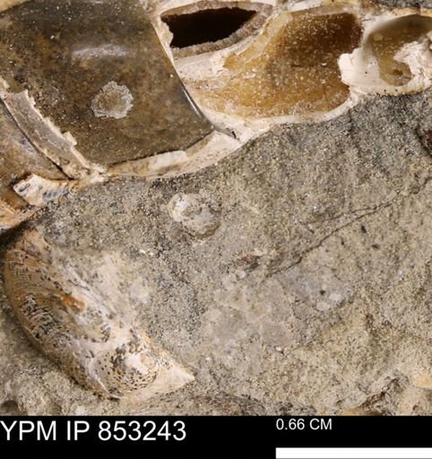 undet. Mollusca