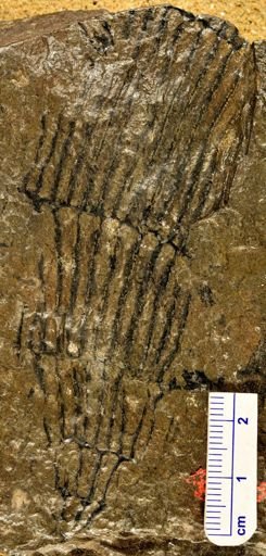 Calamites sp.