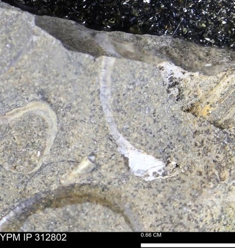 undet. Bivalvia