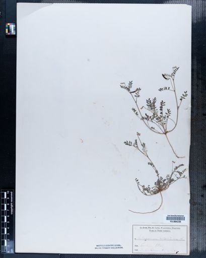Astragalus
