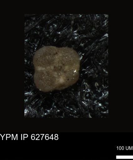undet. Foraminiferida
