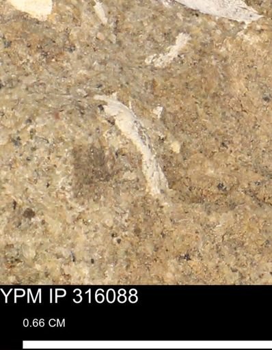 undet. Mollusca