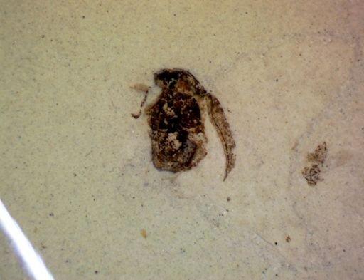 undet. Coleoptera