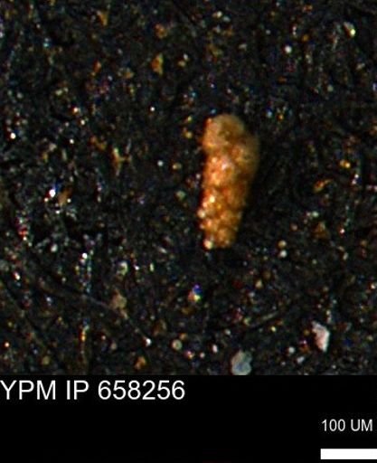 Verneuilinoides kansasensis