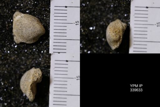 Cardium whitei