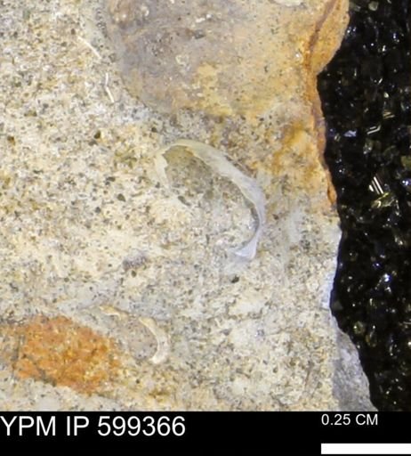 Protocardia subquadrata