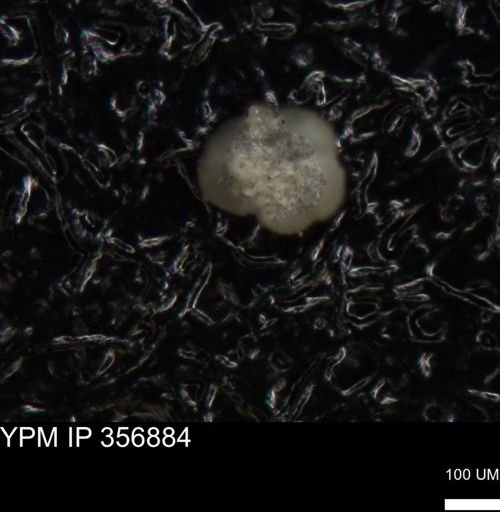 undet. Foraminiferida