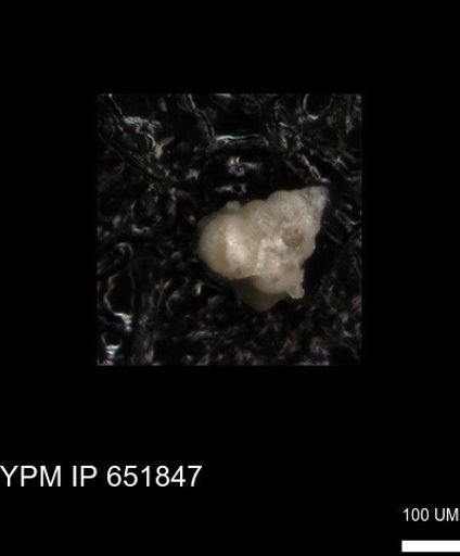 undet. Heterohelicidae