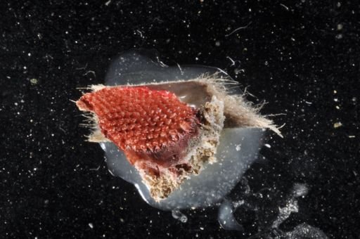 Porites porites