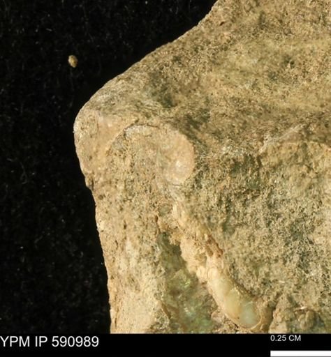 undet. Bivalvia
