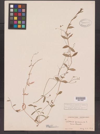 Stellaria graminea