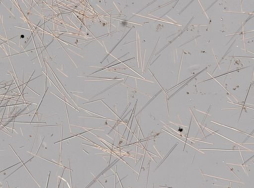 cf. Terpios