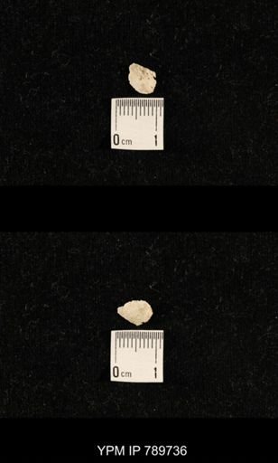 undet. Brachiopoda