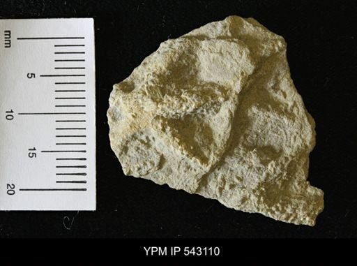Asteriacites sp.