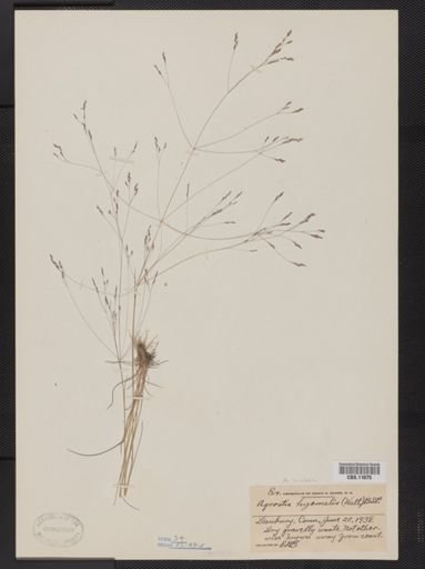 Agrostis hyemalis