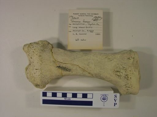 Teleoceras fossiger