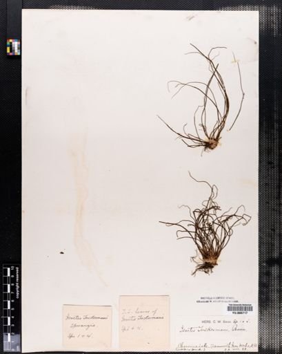 Isoetes tuckermanii