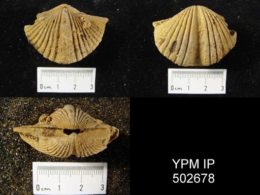 Spirifer intermedius
