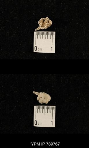 undet. Brachiopoda
