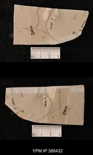 Coleoptera?
